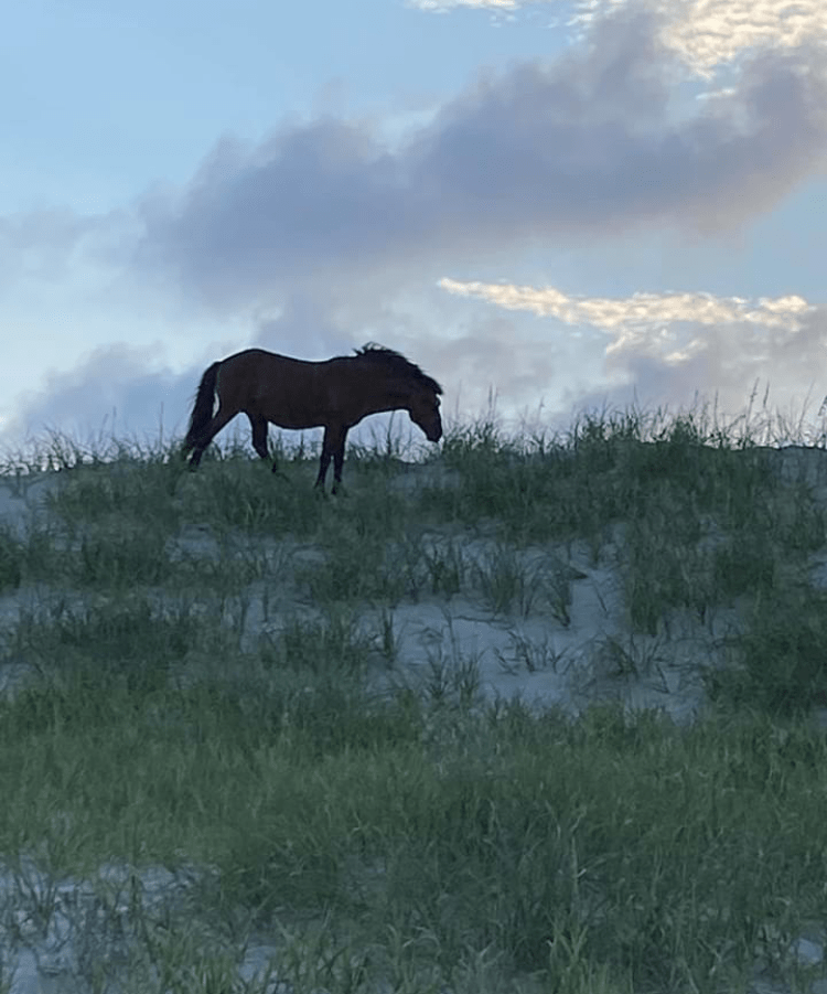 The calming demeanor of horses can reduce stress and anxiety by just being in their presence. 